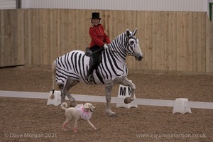 Lusitano Breed Society of Great Britain Show - Hartpury College - 27th June 2009